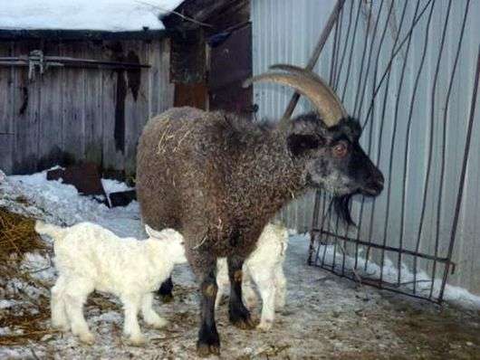Придонські порода кіз