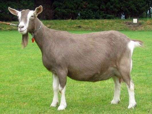Тоггебургская порода кіз