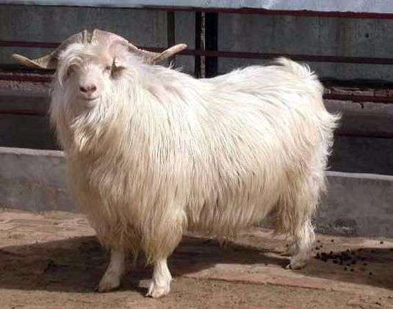 Оренбурзька порода кіз