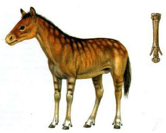 Походження та еволюція коней