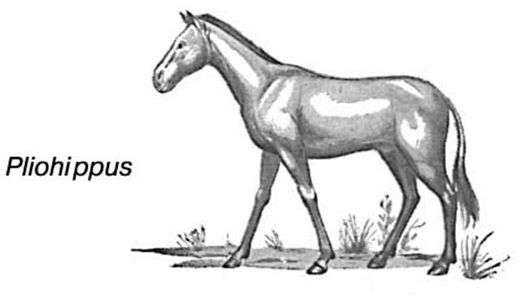 Походження та еволюція коней