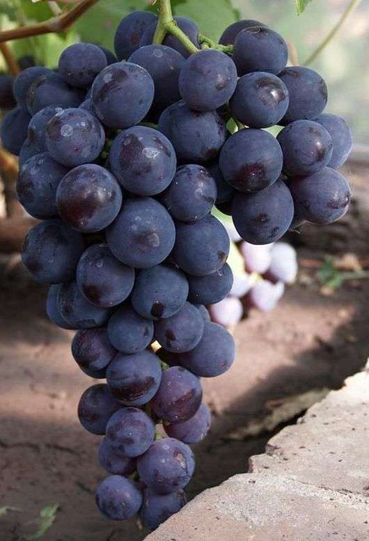 Сорт винограду Кардинал