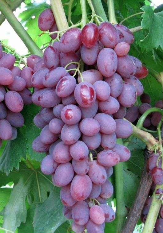 Сорт винограду Віктор