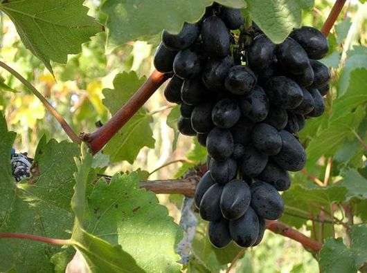 Сорт винограду Кодрянка