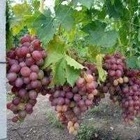 Сорт винограду Преображення