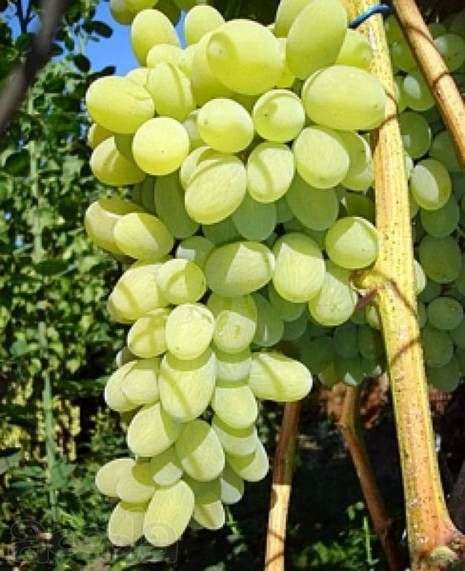 Сорт винограду Августин
