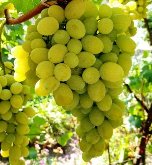 Сорт винограду Августин