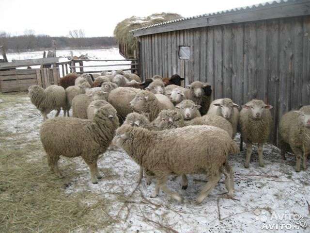Корми для овець