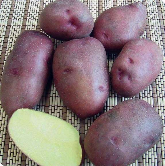 Сорт картоплі Розара