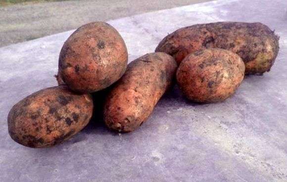 Сорт картоплі Розара