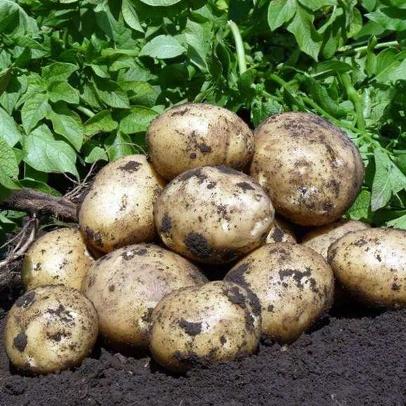 Сорт картоплі Гала
