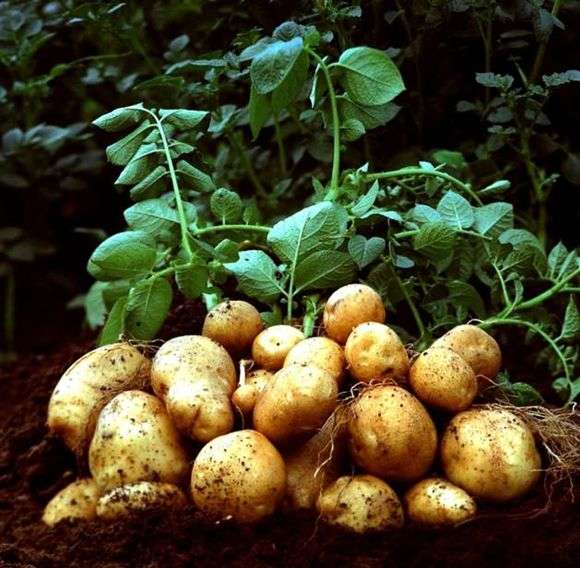 Ранні сорти картоплі