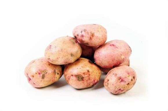 Сорт картоплі Жуковський