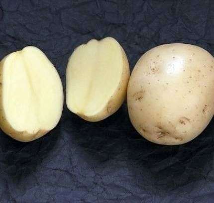 Сорт картоплі Жуковський