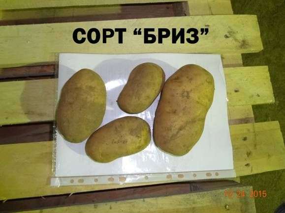 Сорт картоплі Бриз