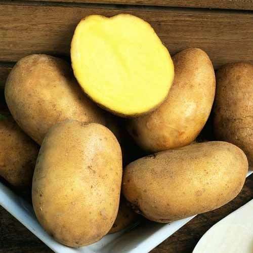 Сорт картоплі Блакить