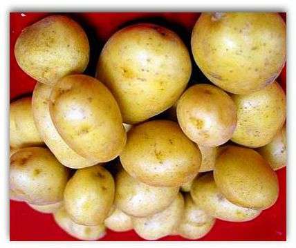 Сорт картоплі Блакить