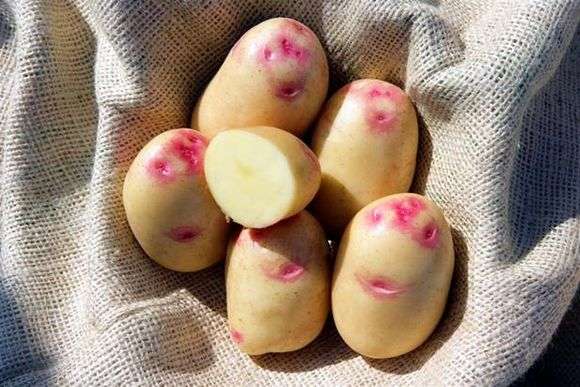 Сорт картоплі Білоруський
