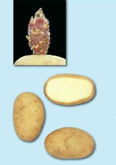 Сорт картоплі Аврора
