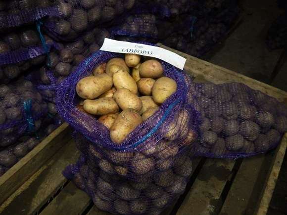 Сорт картоплі Аврора