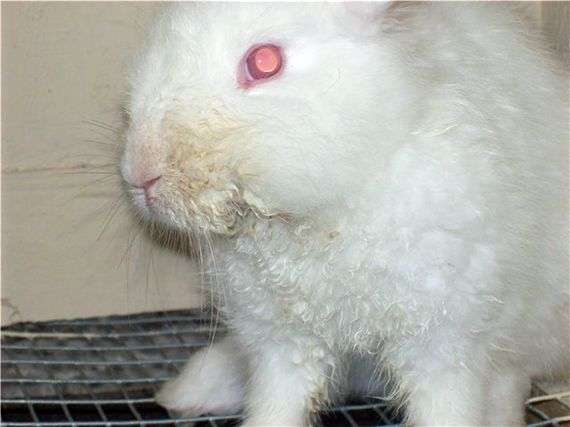 Інфекційні хвороби кроликів