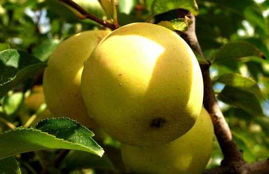 Сорт яблук Голден Делішес