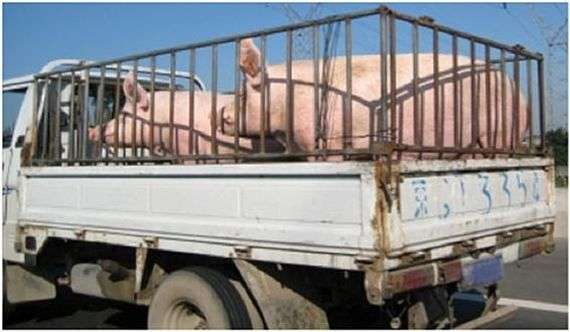 Правила перевезення свиней