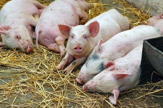 Інфекційні хвороби свиней