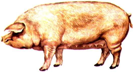 Уржумська порода свиней