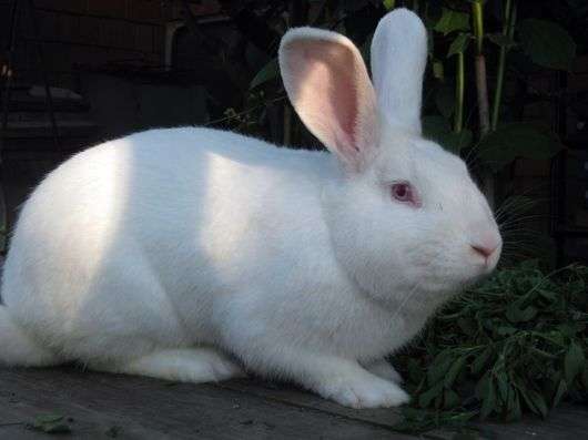 Порода кроликов Паннон белый