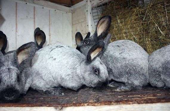 Серебристая порода кроликов
