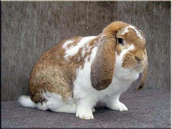 Порода кроликов Баран