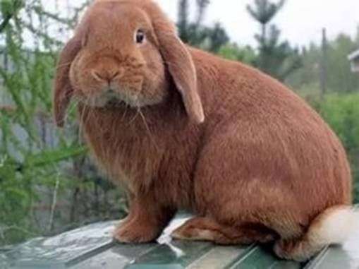 Порода кроликов Баран