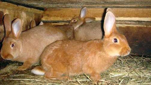 Новозеландська порода кроликів