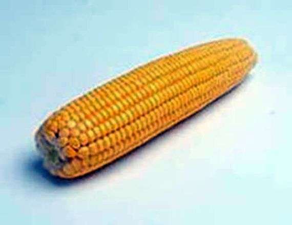 Кукуруза: выращивание и уход
