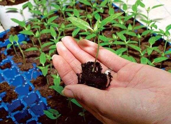 Как выращивать рассаду перца в домашних условиях
