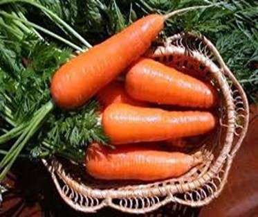 Прибирання буряка і моркви