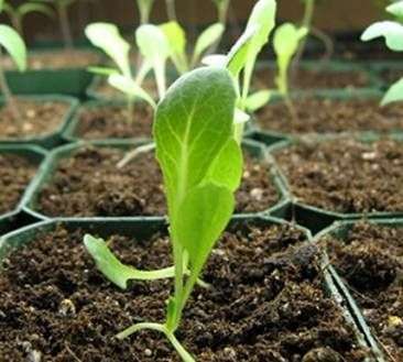 Вирощування салату на городі