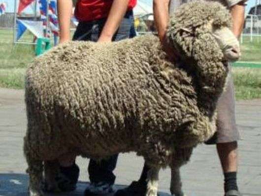 Кулундинская порода овець