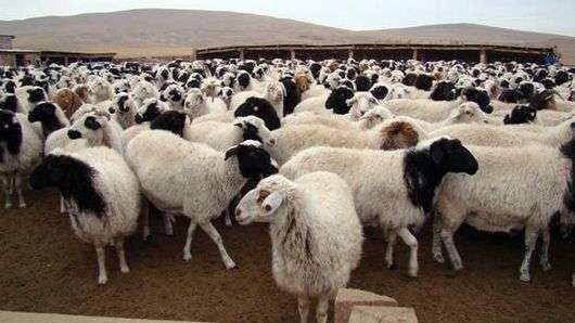 Тувинская порода овець