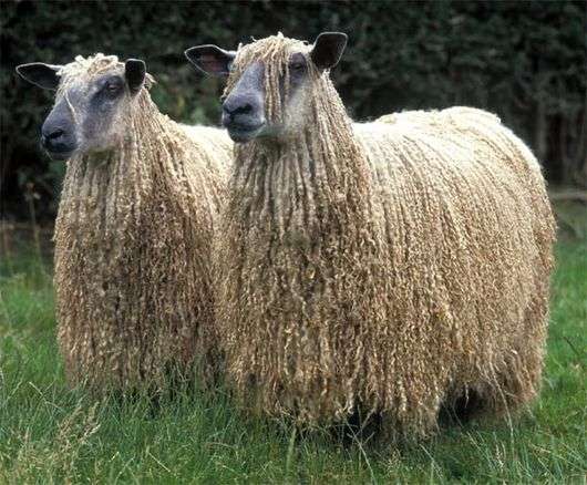 Російська довгошерста порода овець