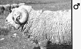 Напівгрубововняні породи овець