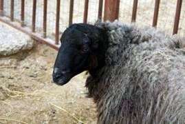 Напівгрубововняні породи овець