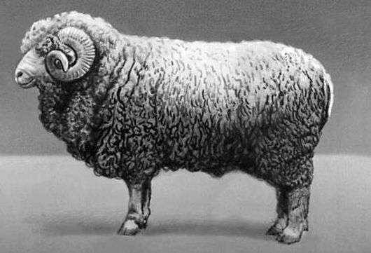 Грозненская порода овець