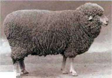 Волгоградська порода овець