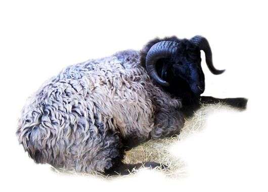 Кривуляста порода овець