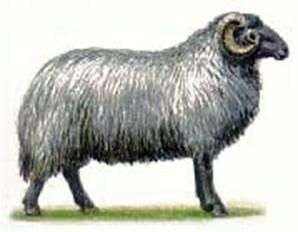 Кривуляста порода овець
