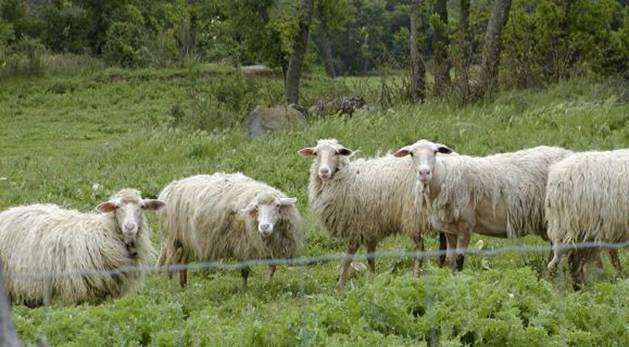 Кавказька порода овець