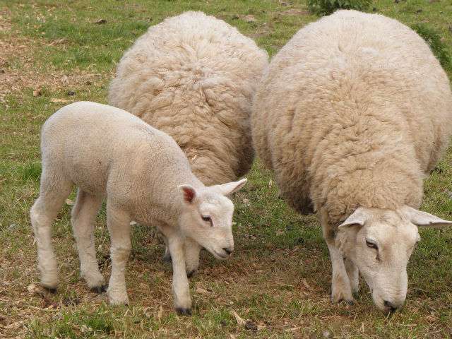 Кавказька порода овець