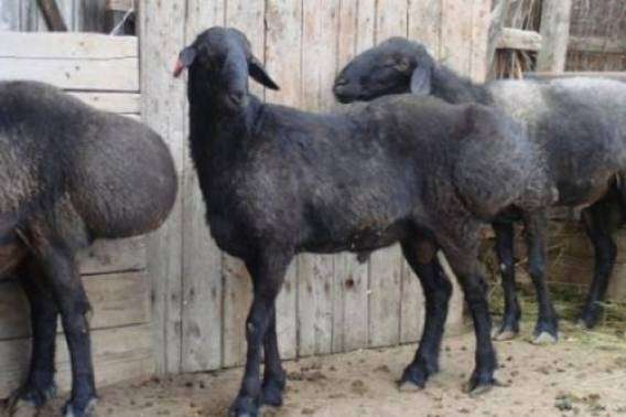 Ставропольська порода овець